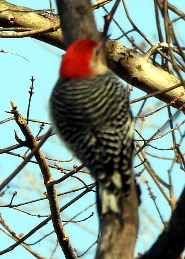 シマセゲラ - ML647156996