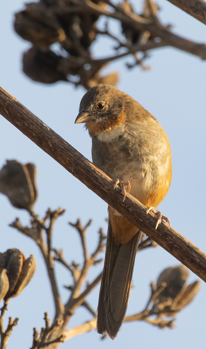 White-throated Towhee - ML647156998