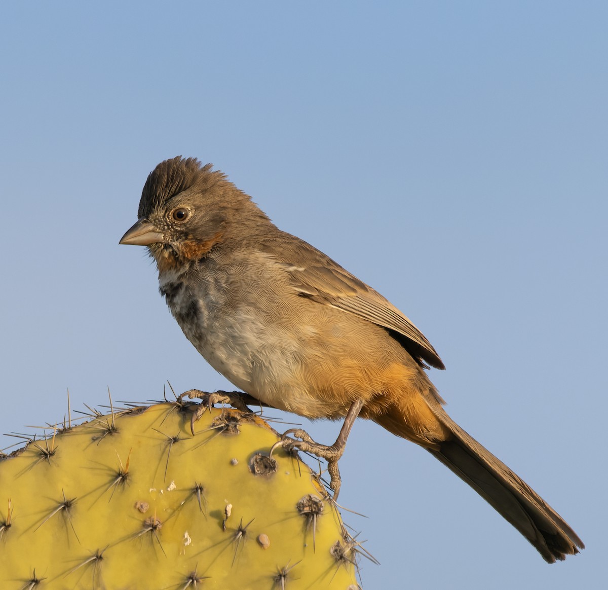 White-throated Towhee - ML647156999