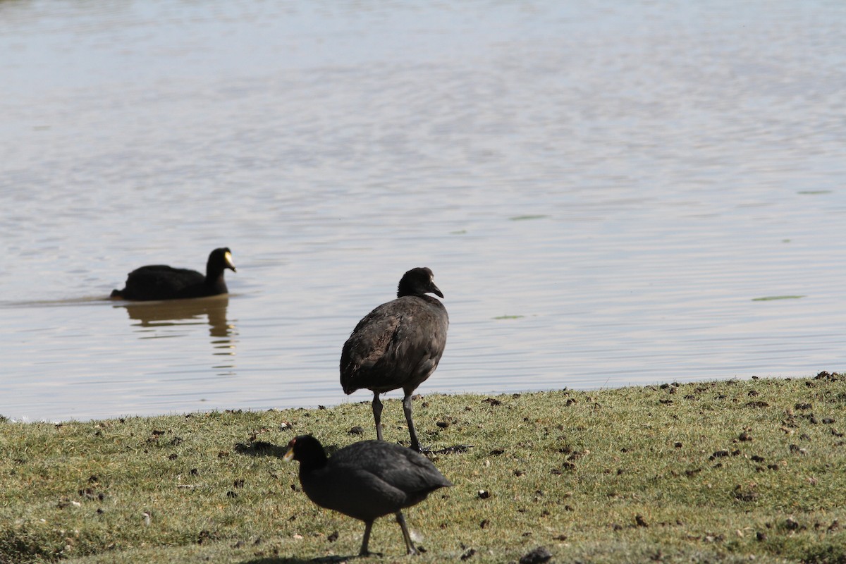 Giant Coot - ML647157001