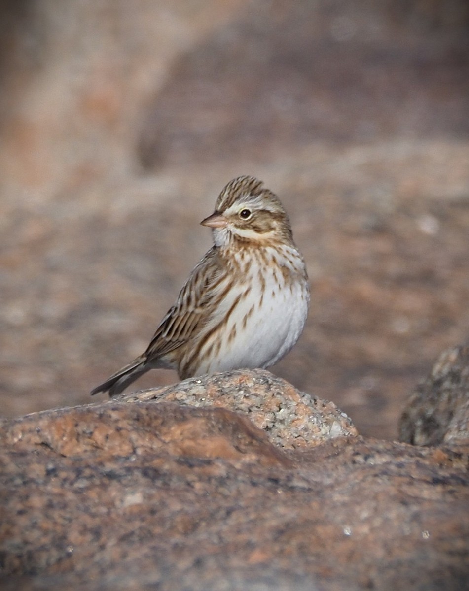 strnadec luční (ssp. princeps) - ML647157007