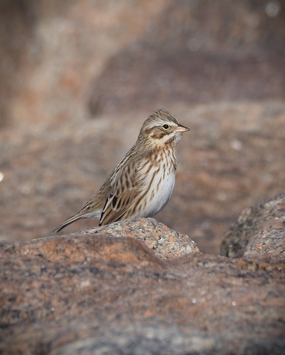 strnadec luční (ssp. princeps) - ML647157008