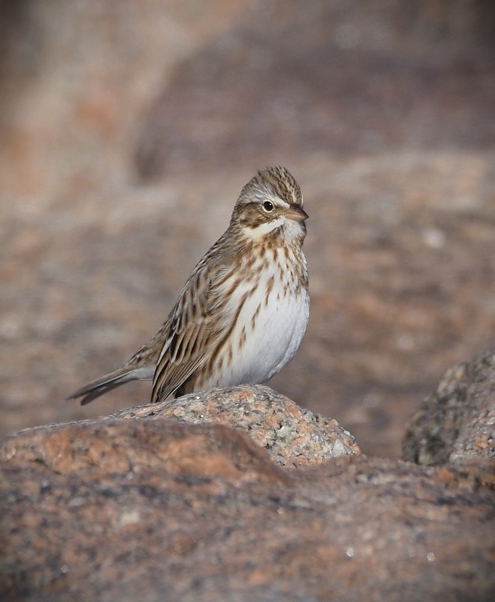 strnadec luční (ssp. princeps) - ML647157009