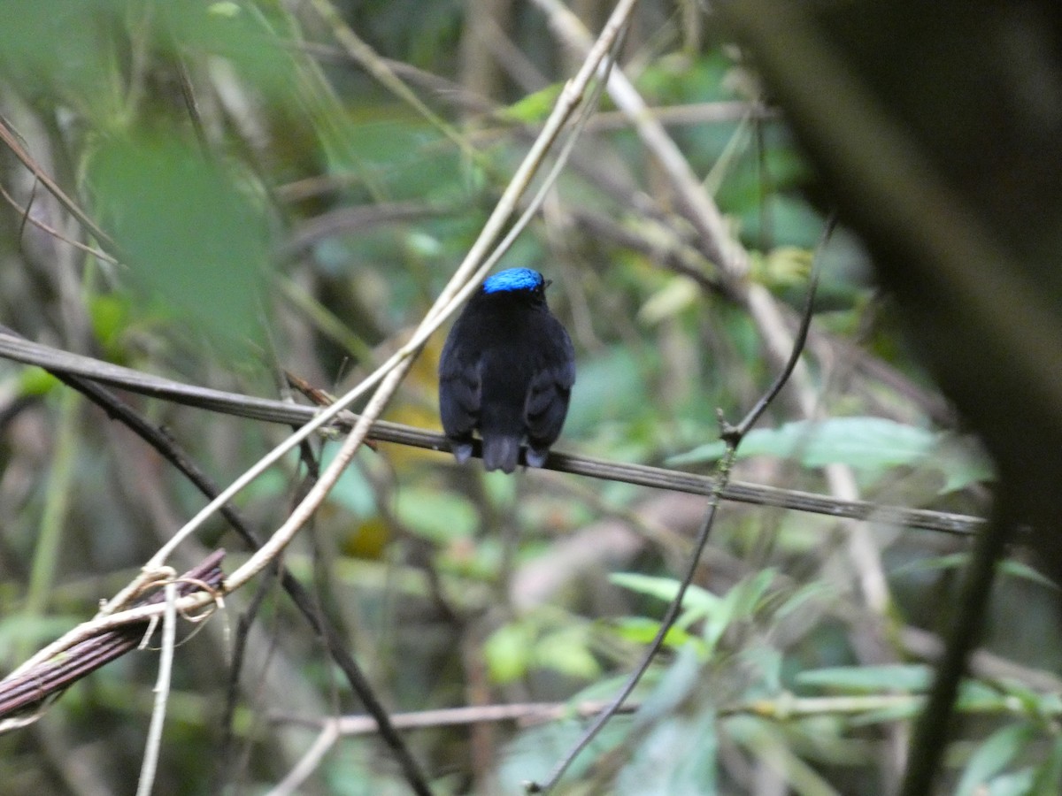 Velvety Manakin - ML647157010