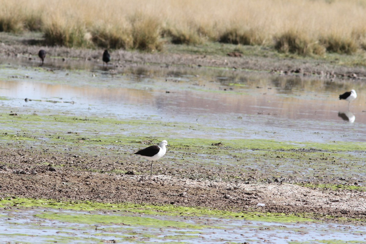 Andean Avocet - ML647157012