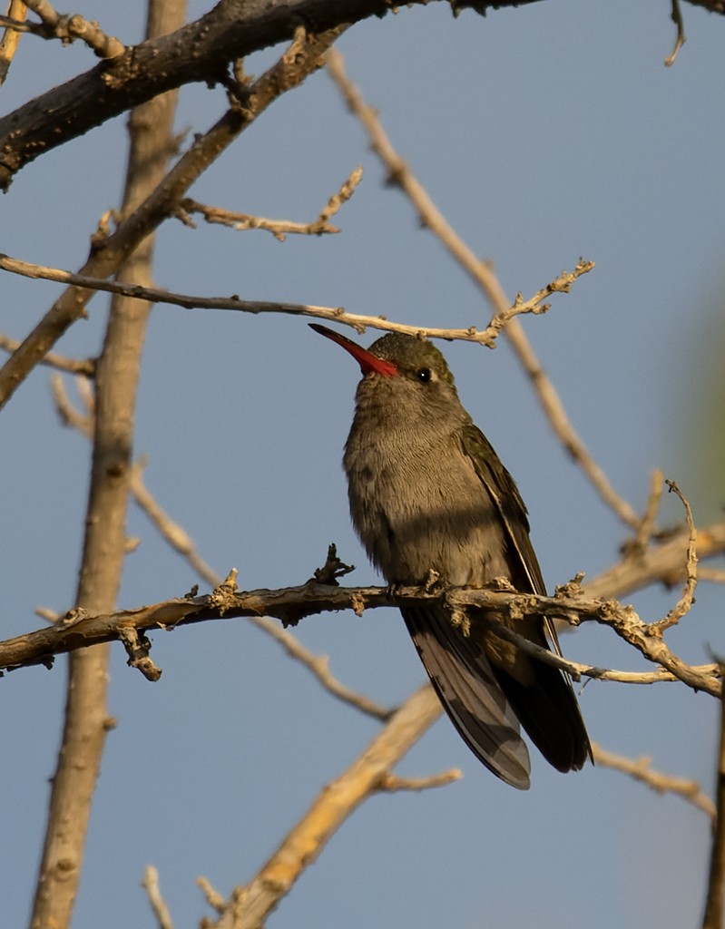 Dusky Hummingbird - ML647157021