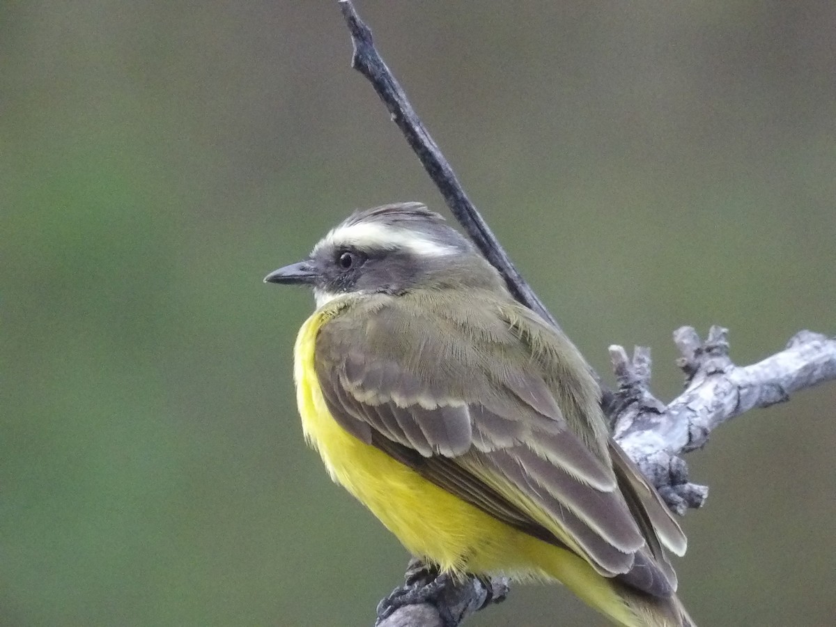 Бієнтевіо червоноголовий [група similis] - ML647157022