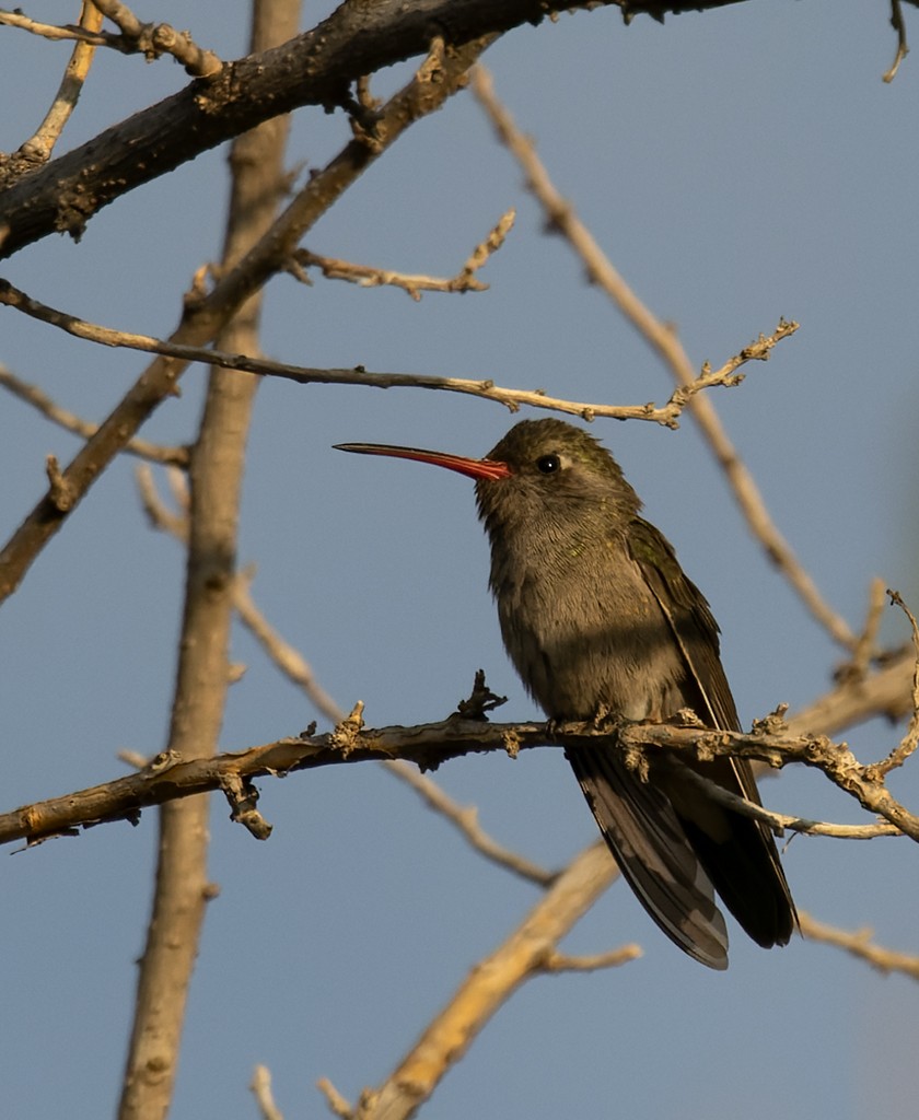 Dusky Hummingbird - ML647157023