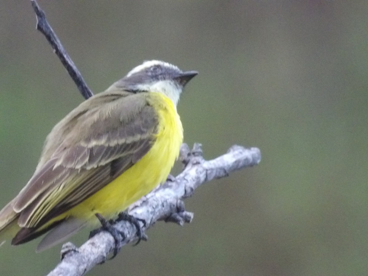Бієнтевіо червоноголовий [група similis] - ML647157024