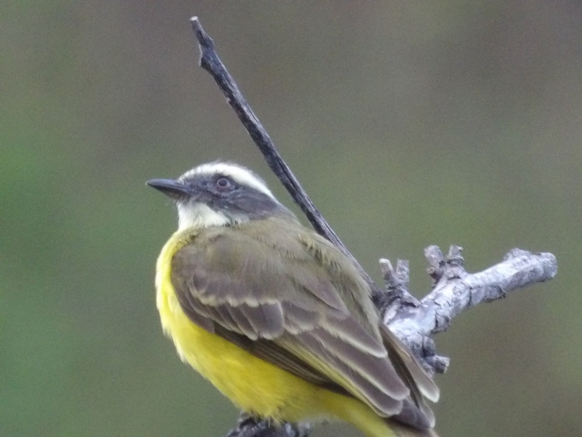 Бієнтевіо червоноголовий [група similis] - ML647157025