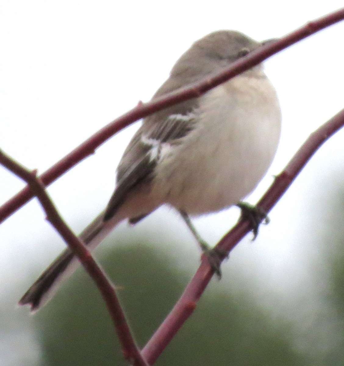 Пересмішник багатоголосий - ML647157032