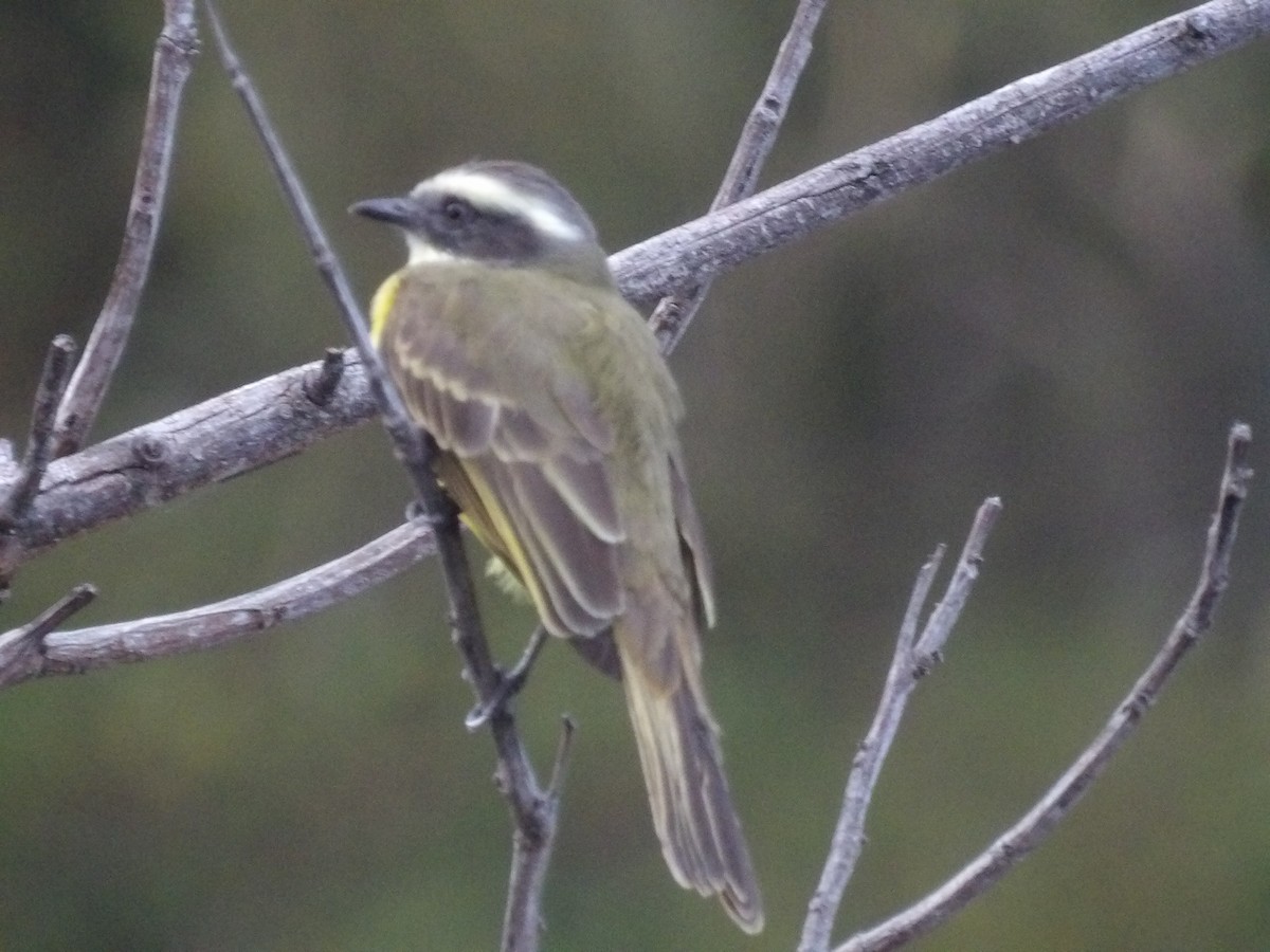 Бієнтевіо червоноголовий [група similis] - ML647157033