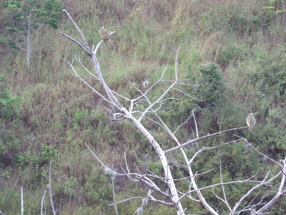 Бієнтевіо червоноголовий [група similis] - ML647157034
