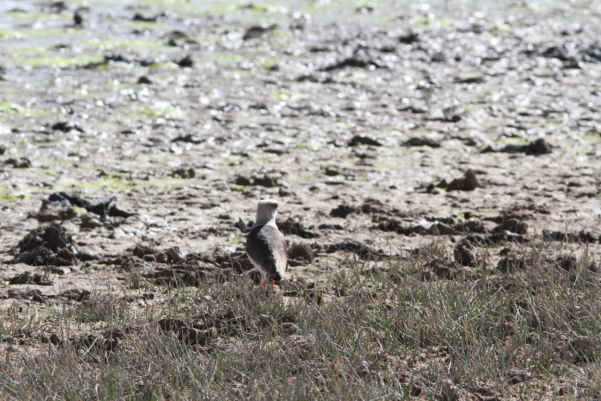 Andean Lapwing - ML647157039