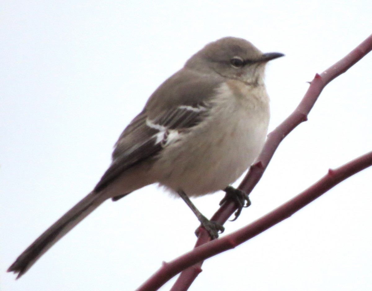 Пересмішник багатоголосий - ML647157040