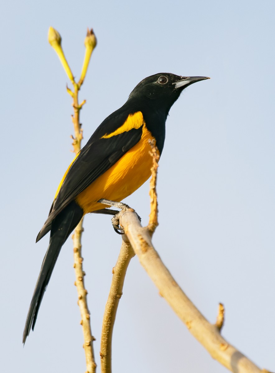 Black-vented Oriole - ML647157041