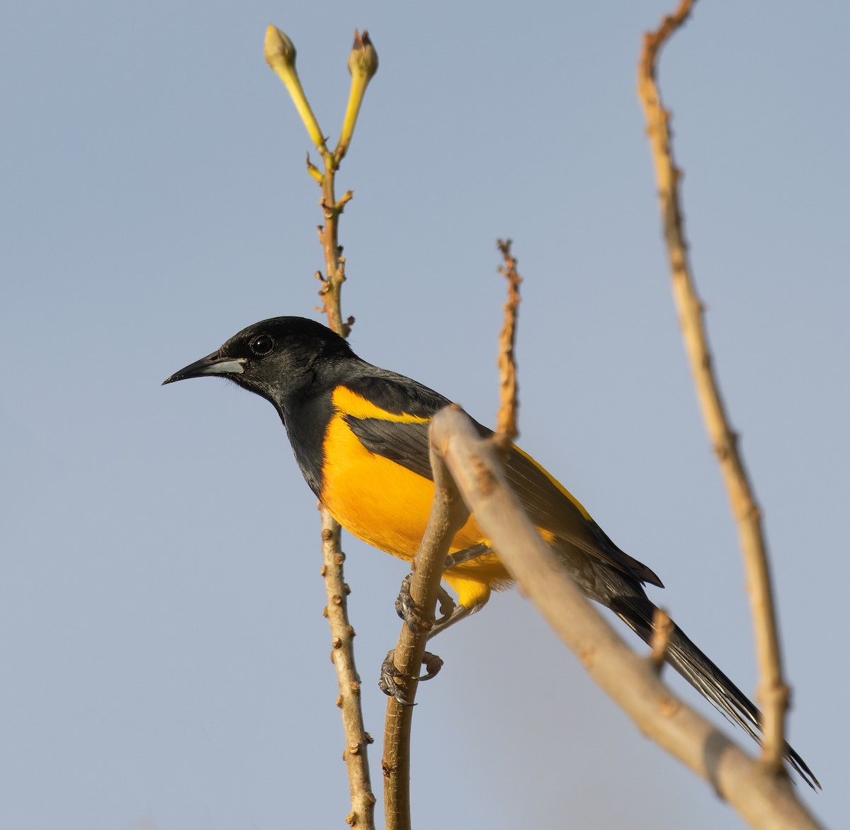 Black-vented Oriole - ML647157043
