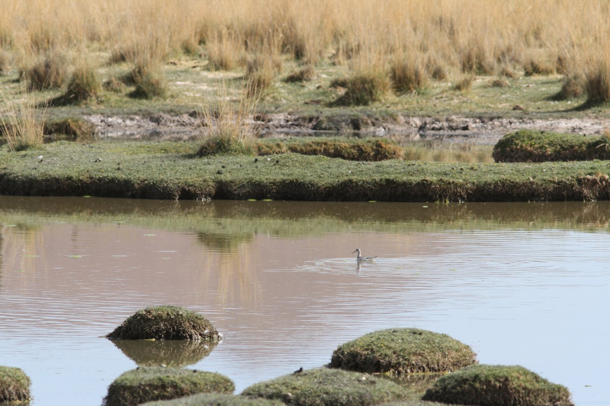 Wilson's Phalarope - ML647157047