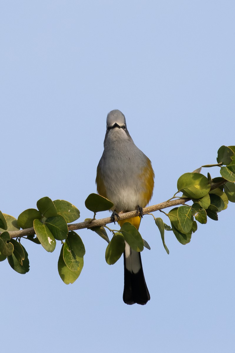 Gray Silky-flycatcher - ML647157048