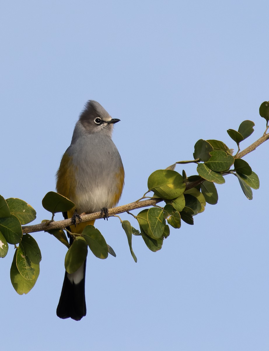 Gray Silky-flycatcher - ML647157049