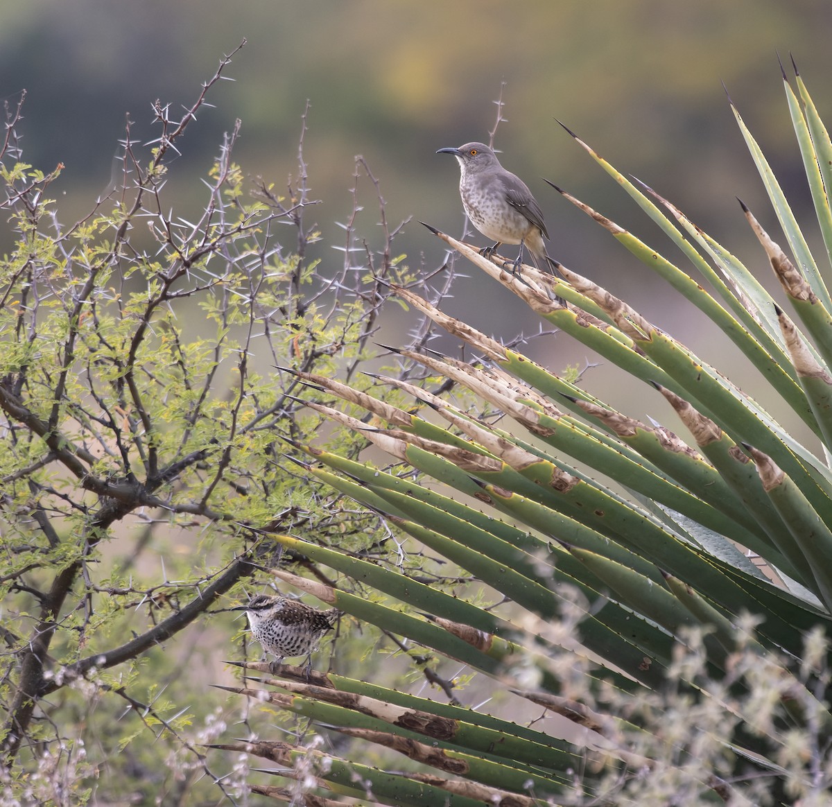 Curve-billed Thrasher (curvirostre Group) - ML647157052