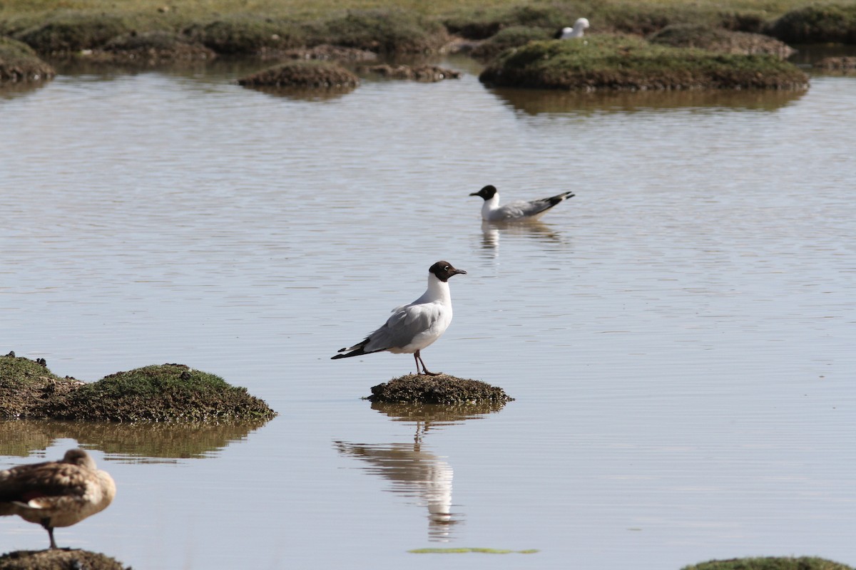 Andean Gull - ML647157057