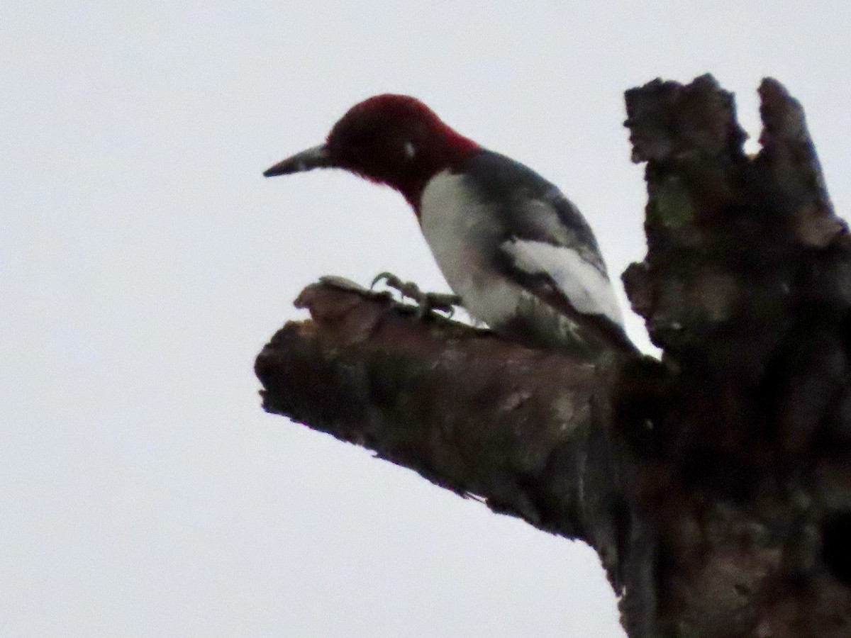 Red-headed Woodpecker - ML647157060