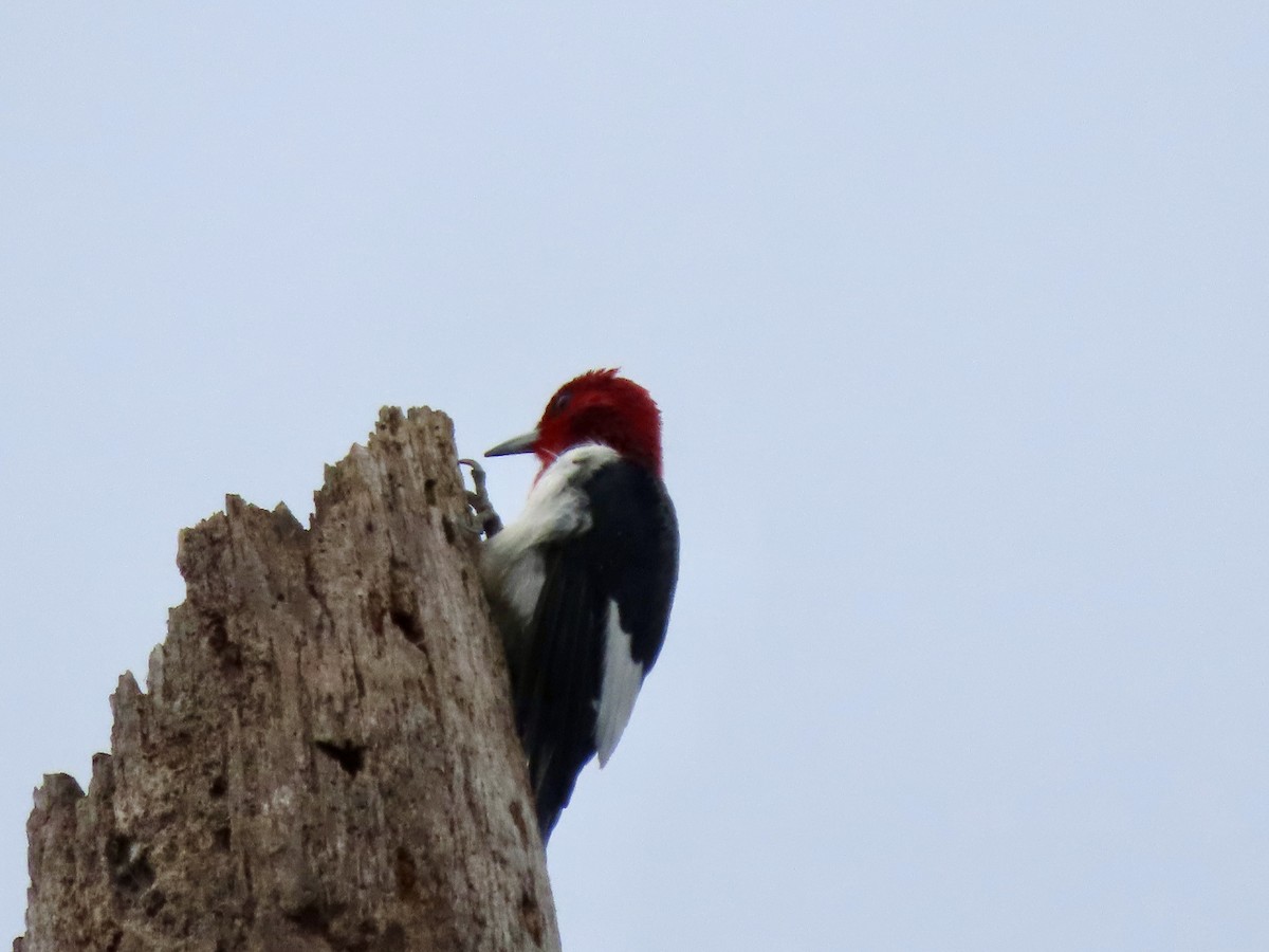 Red-headed Woodpecker - ML647157062