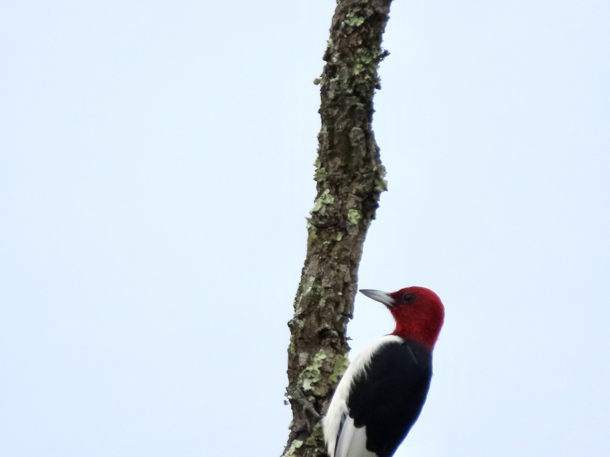 Red-headed Woodpecker - ML647157063