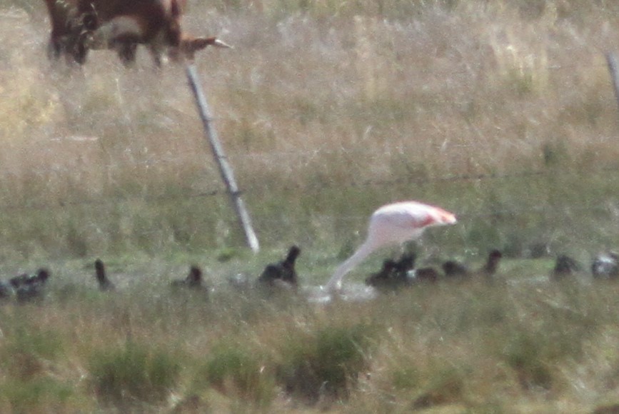 Chilean Flamingo - ML647157065