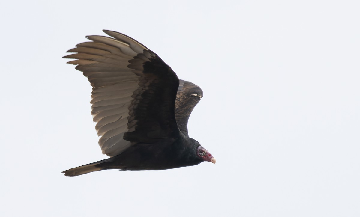 Urubu à tête rouge (aura/septentrionalis) - ML647157076