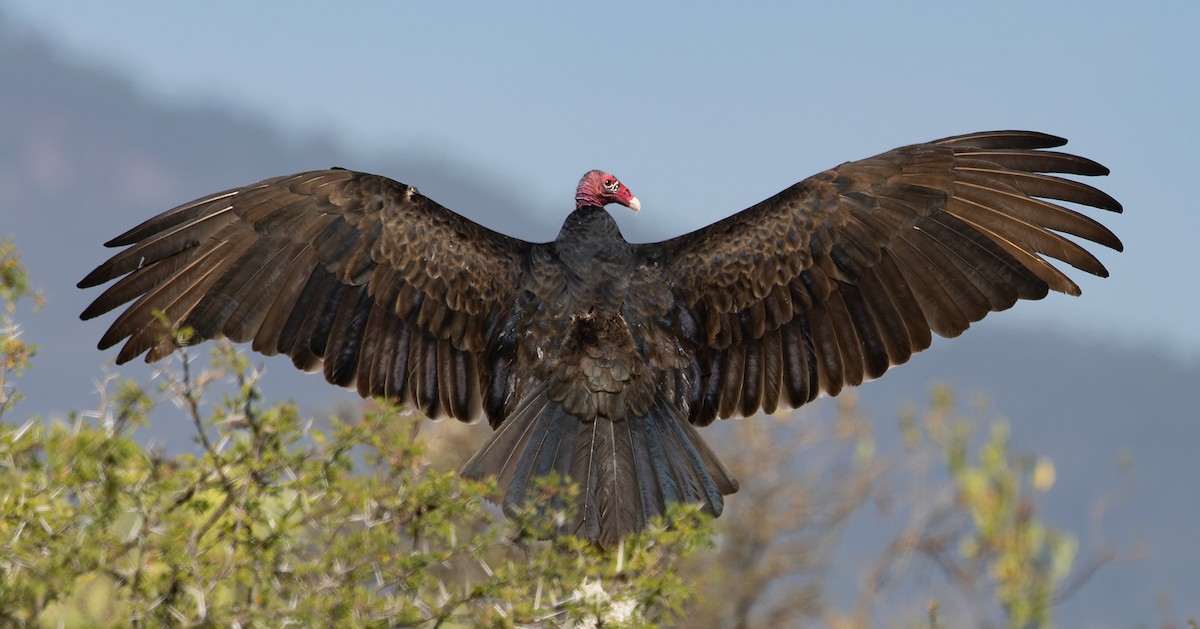 Urubu à tête rouge (aura/septentrionalis) - ML647157077