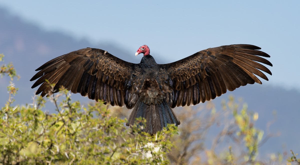 Urubu à tête rouge (aura/septentrionalis) - ML647157078