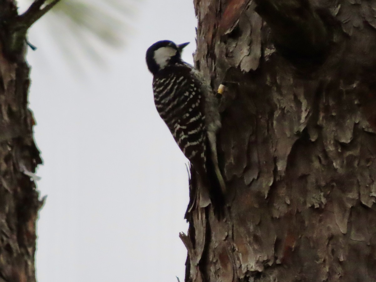 Red-cockaded Woodpecker - ML647157086
