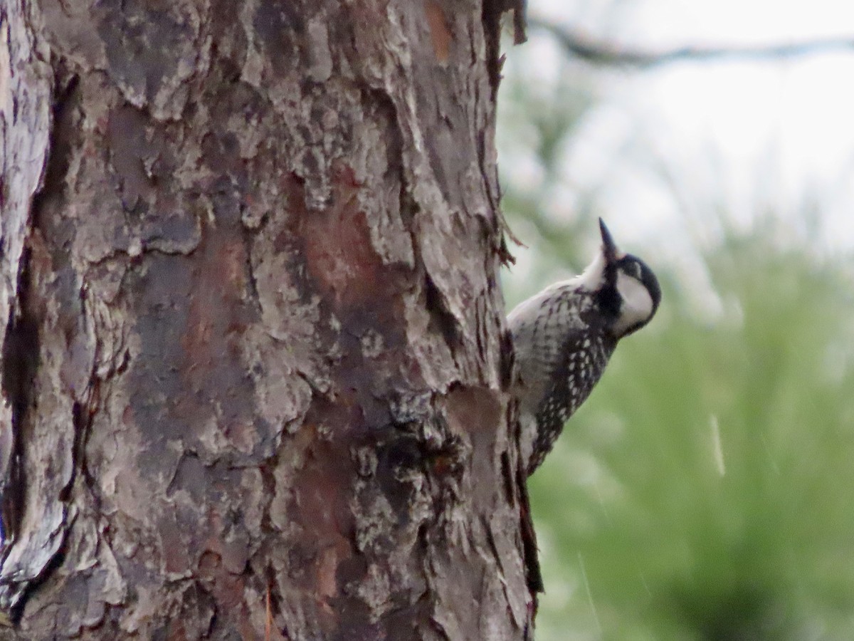 Red-cockaded Woodpecker - ML647157087