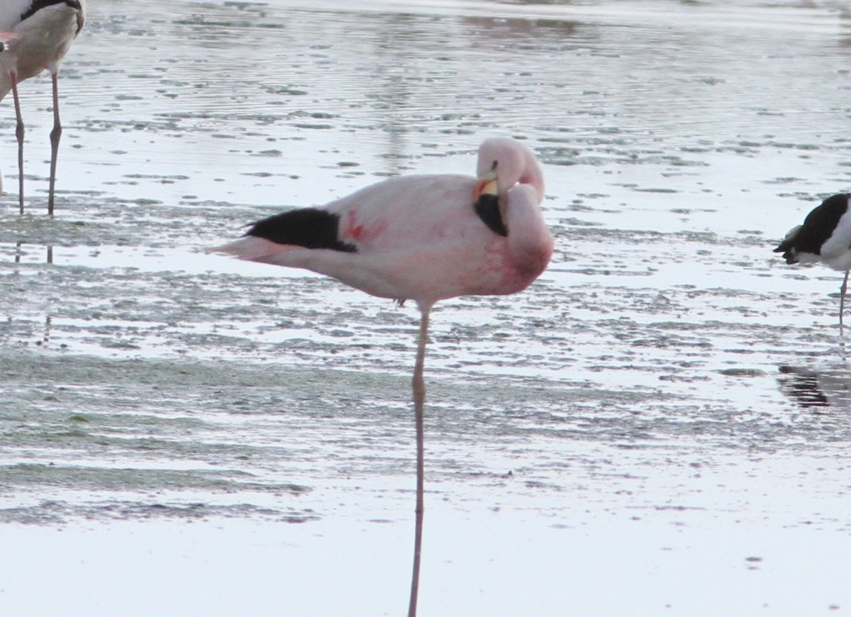 Andean Flamingo - ML647157088