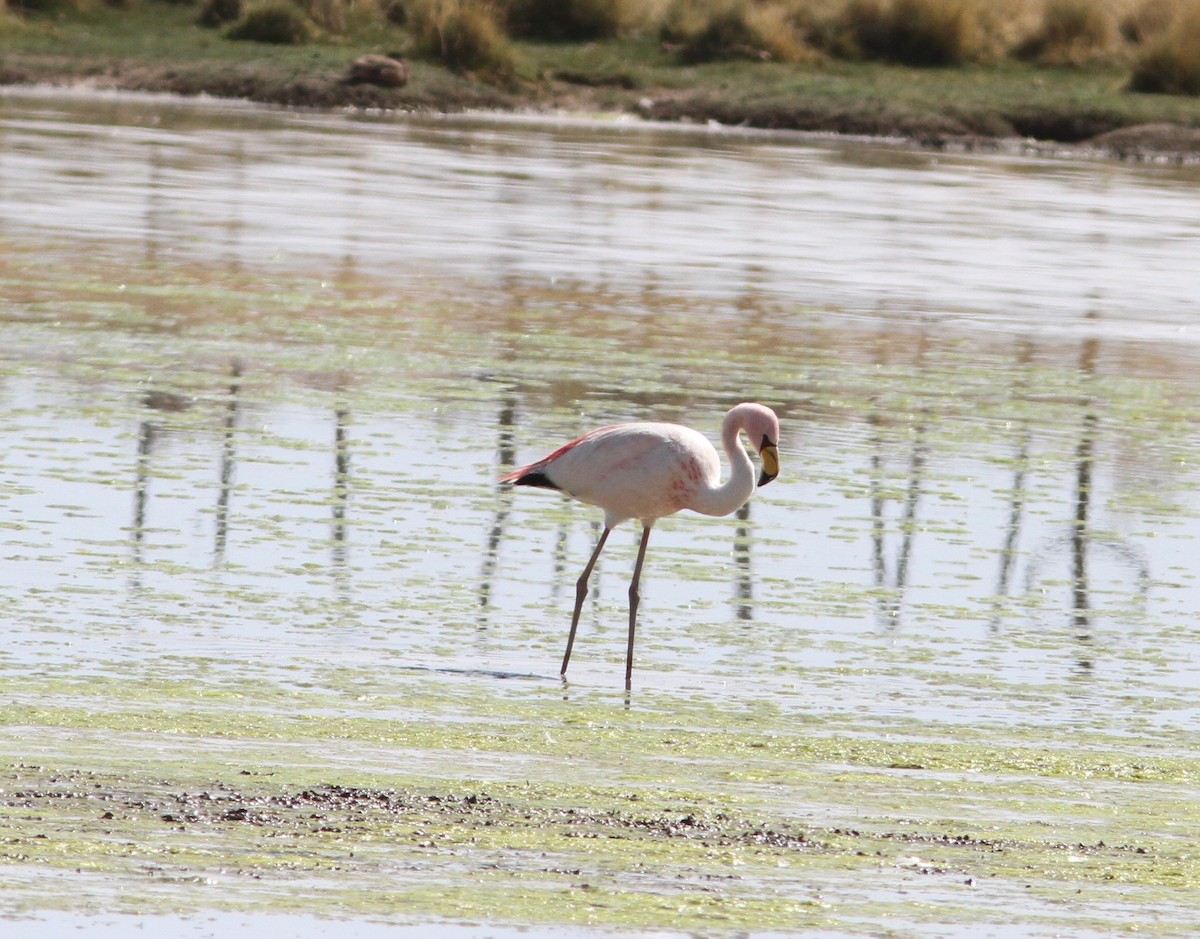 James's Flamingo - ML647157102