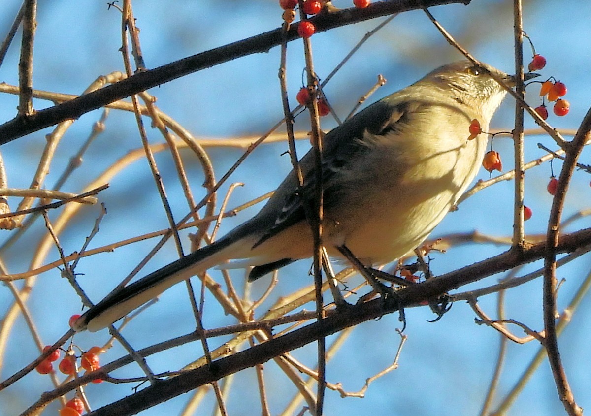 Пересмішник багатоголосий - ML647157110