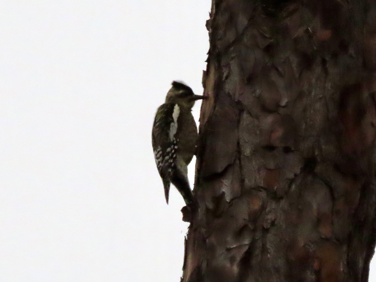Yellow-bellied Sapsucker - ML647157111