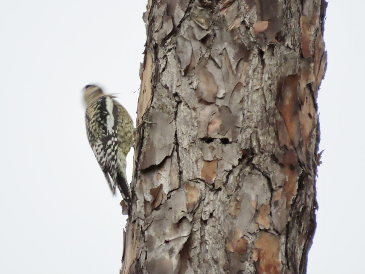 Yellow-bellied Sapsucker - ML647157112