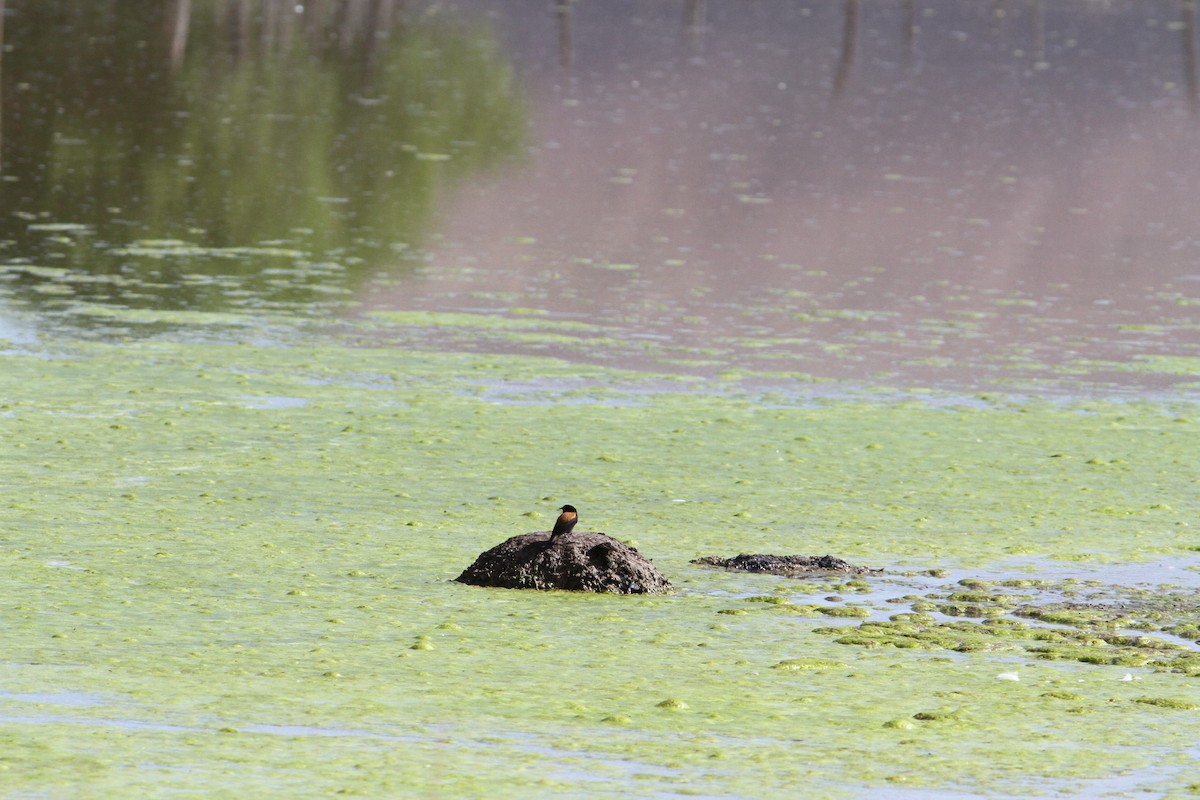 Andean Negrito - ML647157114