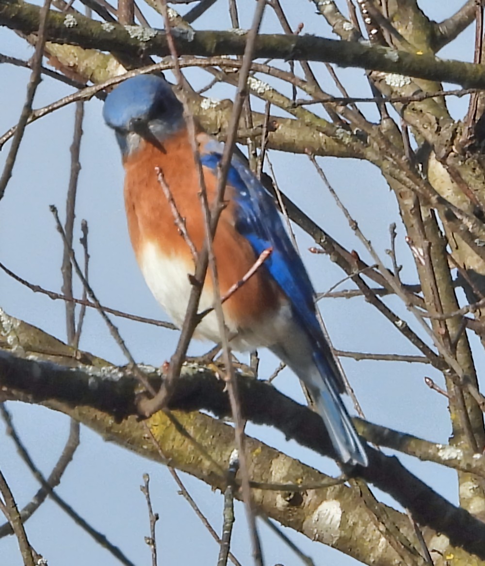 Eastern Bluebird - ML647157118