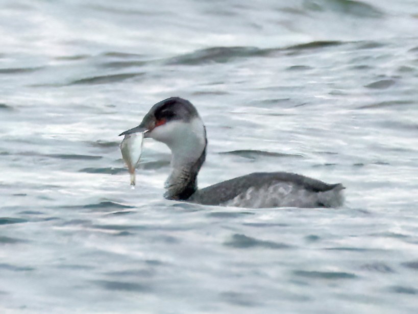 ミミカイツブリ - ML647157121