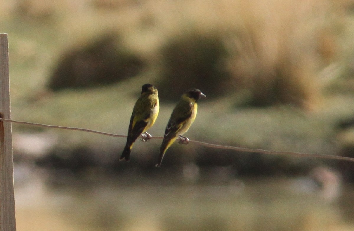 Thick-billed Siskin - ML647157123