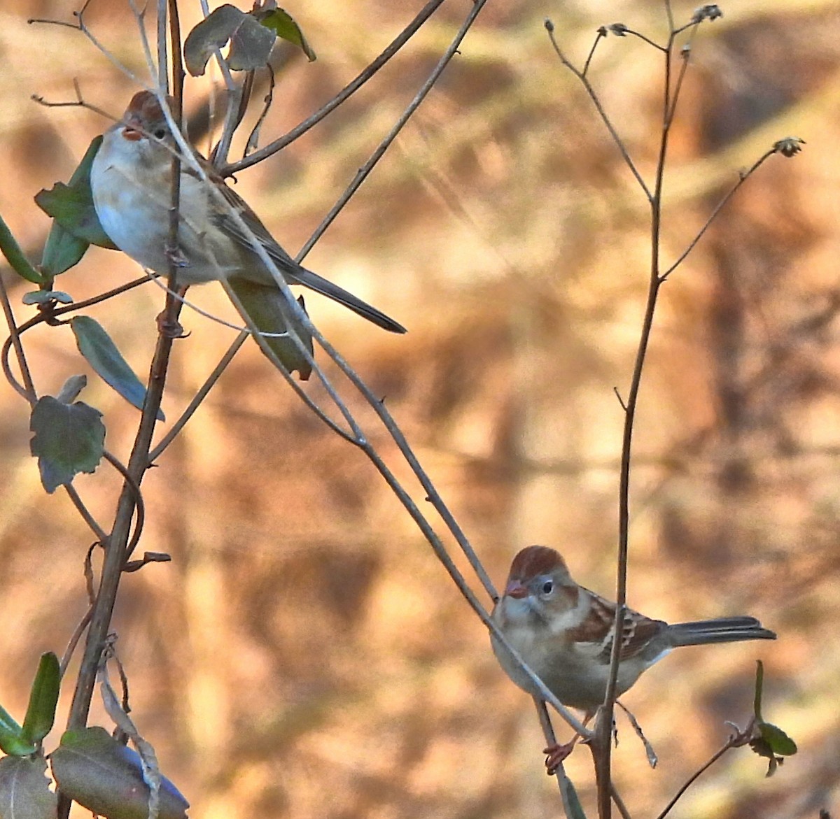 Field Sparrow - ML647157125