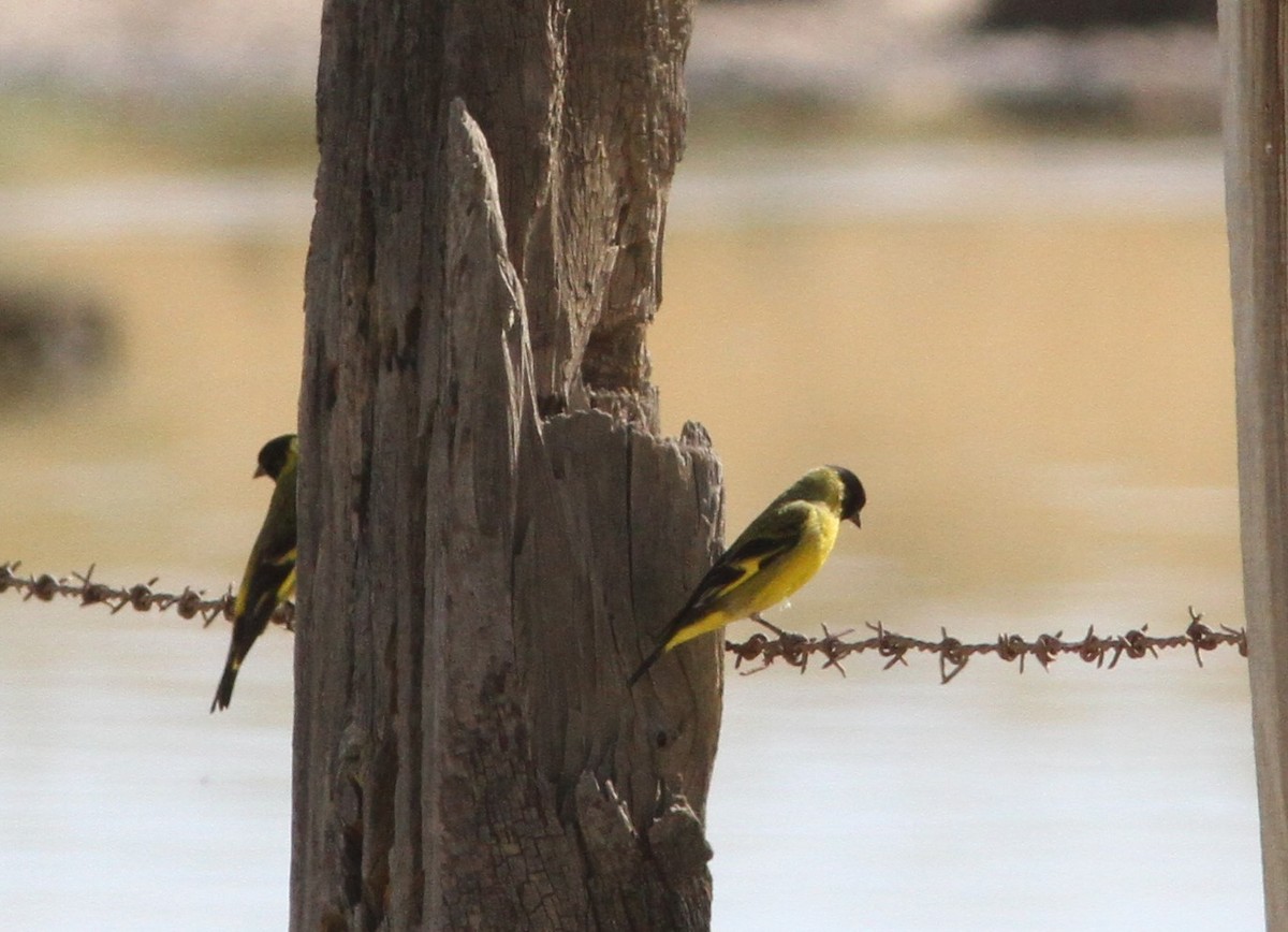 Hooded Siskin - ML647157135
