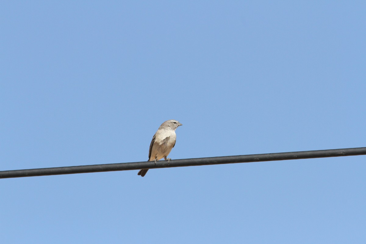 Ash-breasted Sierra Finch - ML647157143
