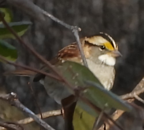 White-throated Sparrow - ML647157149