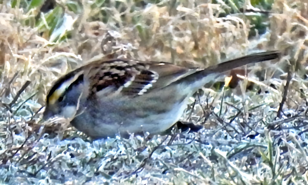 White-throated Sparrow - ML647157150