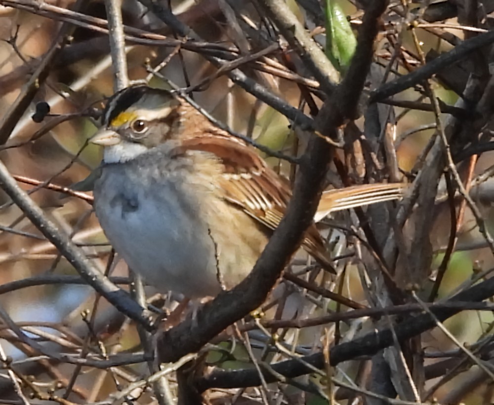 White-throated Sparrow - ML647157151